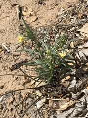 Lithospermum incisum