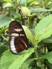 Heliconius cydno