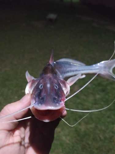 Catfish (Luciopimelodus pati) — Pimelodidae — 4