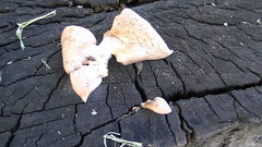 Fungi