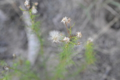 Baccharis ulicina