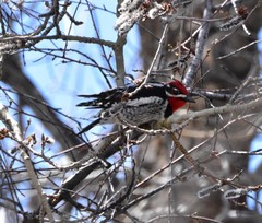 Sphyrapicus nuchalis
