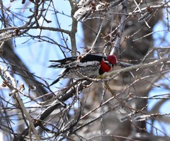 Sphyrapicus nuchalis