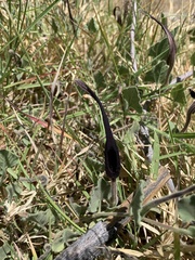 Aristolochia wrightii