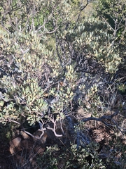 Searsia magalismontana magalismontana