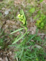 Sericocarpus linifolius
