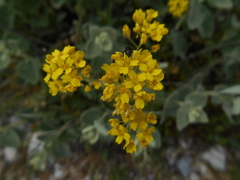 Aurinia saxatilis