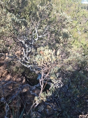 Searsia magalismontana magalismontana