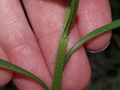 Sericocarpus linifolius