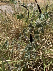 Aristolochia wrightii