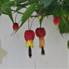 Callianthe megapotamica