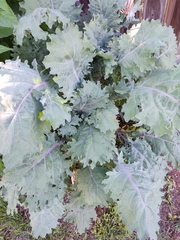 Brassica oleracea