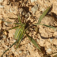 Odontura glabricauda