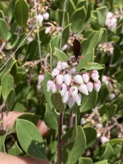 Arctostaphylos hookeri
