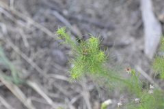 Baccharis ulicina