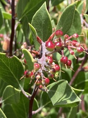 Arctostaphylos hookeri