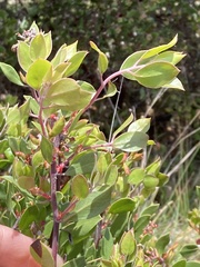 Arctostaphylos hookeri
