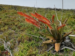 Gasteria acinacifolia