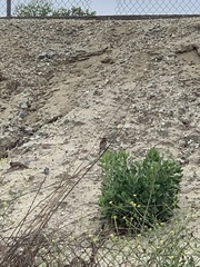Haemorhous mexicanus