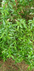 Prostanthera lasianthos