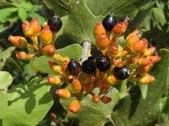 Psittacanthus cordatus