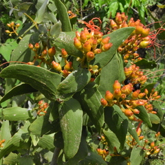 Psittacanthus cordatus