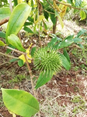 Allamanda cathartica