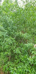 Prostanthera lasianthos
