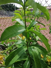 Allamanda cathartica