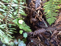Trillium ovatum