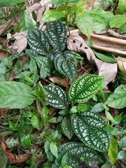 Piper perbrevicaule