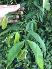 Eugenia candolleana