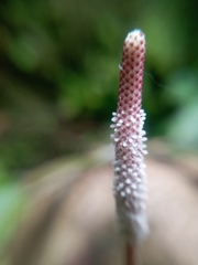 Piper perbrevicaule