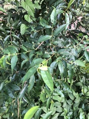 Eugenia candolleana
