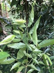 Eugenia candolleana