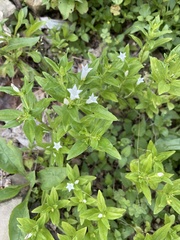 Spigelia texana