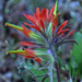 Coast Paintbrush - Photo (c) jrebman, some rights reserved (CC BY-NC), uploaded by jrebman