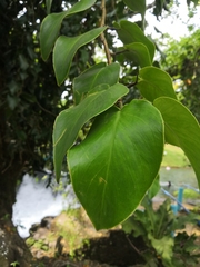 Monstera tuberculata