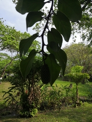 Monstera tuberculata