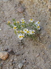 Thymophylla concinna