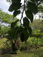 Monstera tuberculata