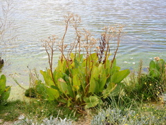 Senecio fistulosus
