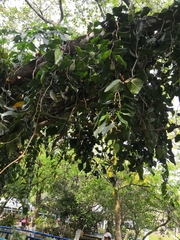 Monstera tuberculata