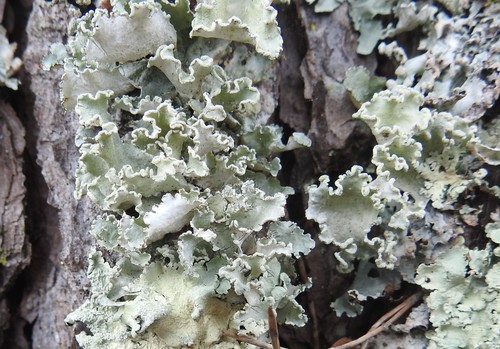 Parmotrema hypoleucinum image