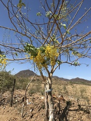 Handroanthus chrysanthus
