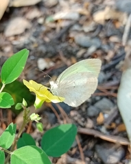 Eurema daira eugenia