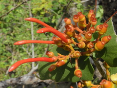 Psittacanthus cordatus