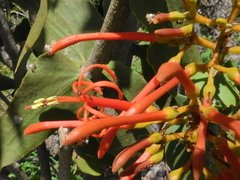 Psittacanthus cordatus