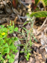 Gamochaeta antillana