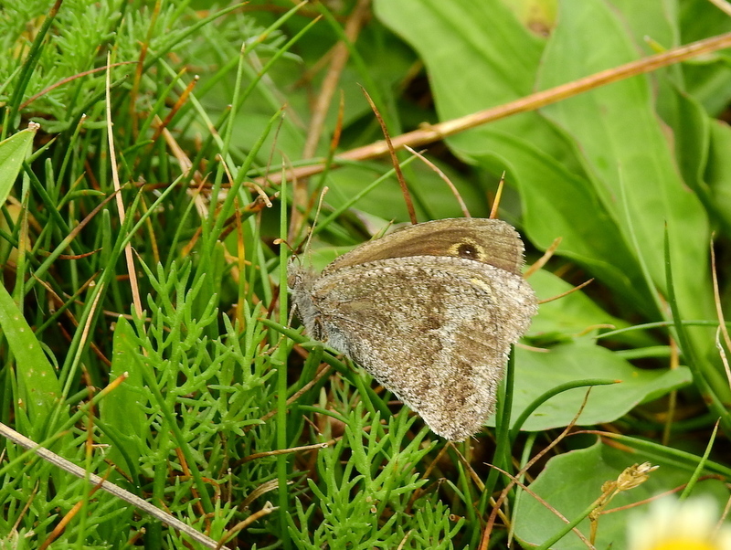 Pampasatyrus yacantoensis